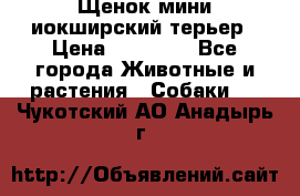 Щенок мини иокширский терьер › Цена ­ 10 000 - Все города Животные и растения » Собаки   . Чукотский АО,Анадырь г.